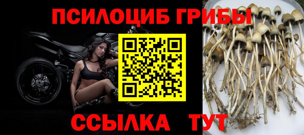 купить наркоту  Псилоцибиновые грибы мухоморы  Вход с VPN  Псилоцибиновые грибы прущие грибы  Новозыбков 